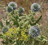 род Echinops