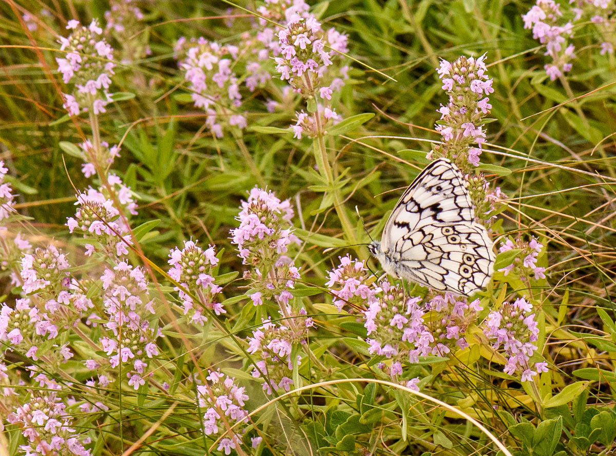 Изображение особи Thymus marschallianus.