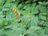 Lathyrus aureus