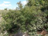 Ligustrum vulgare. Плодоносящий куст с незрелыми плодами. Украина, Днепропетровская обл., Апостоловский р-н, Токовский сельский совет, скалы возле Токовских водопадов. 04.08.2018.