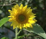 Helianthus annuus