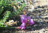 Oxytropis chiliophylla