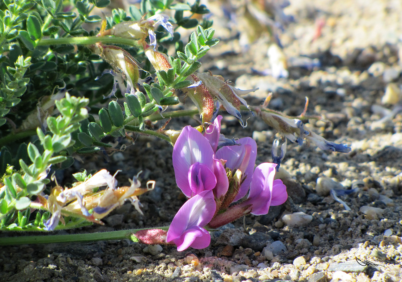 Изображение особи Oxytropis chiliophylla.