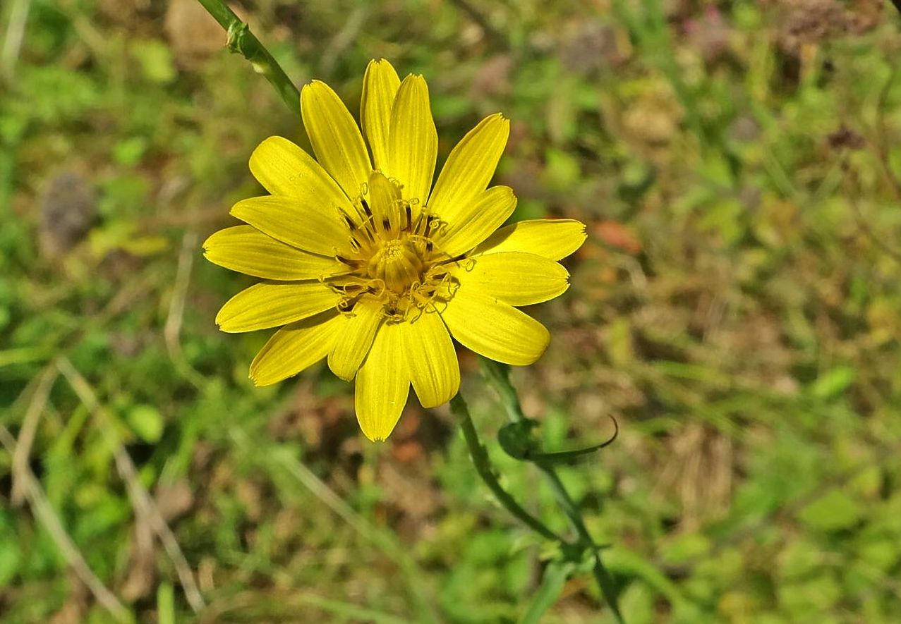 Изображение особи Tragopogon orientalis.