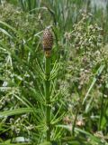 Equisetum fluviatile. Верхушка побега со стробилом. Марий Эл, г. Йошкар-Ола, берег р. Малая Кокшага. 07.06.2019.