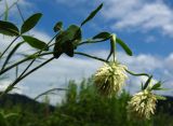 Trifolium trichocephalum. Верхушка цветущего растения. Республика Алтай, Шебалинский р-н, с. Камлак, в культуре. 01.07.2010.