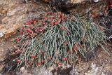 genus Ephedra