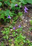 Campanula patula