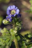 Polemonium caeruleum × P. reptans