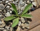 Pilosella aurantiaca