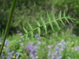 Polemonium acutiflorum. Лист. Магаданская обл., окр. г. Магадан, нижнее течение р. Магаданка, высокотравная поляна в ивняке. 23.07.2020.