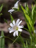 Stellaria holostea