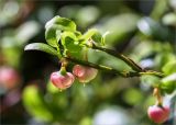 Vaccinium myrtillus. Верхушка веточки с цветками. Карелия, Заонежье, п-ов Клим, сосновый бор. 09.06.2020.