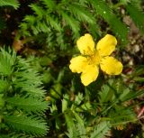 Potentilla anserina