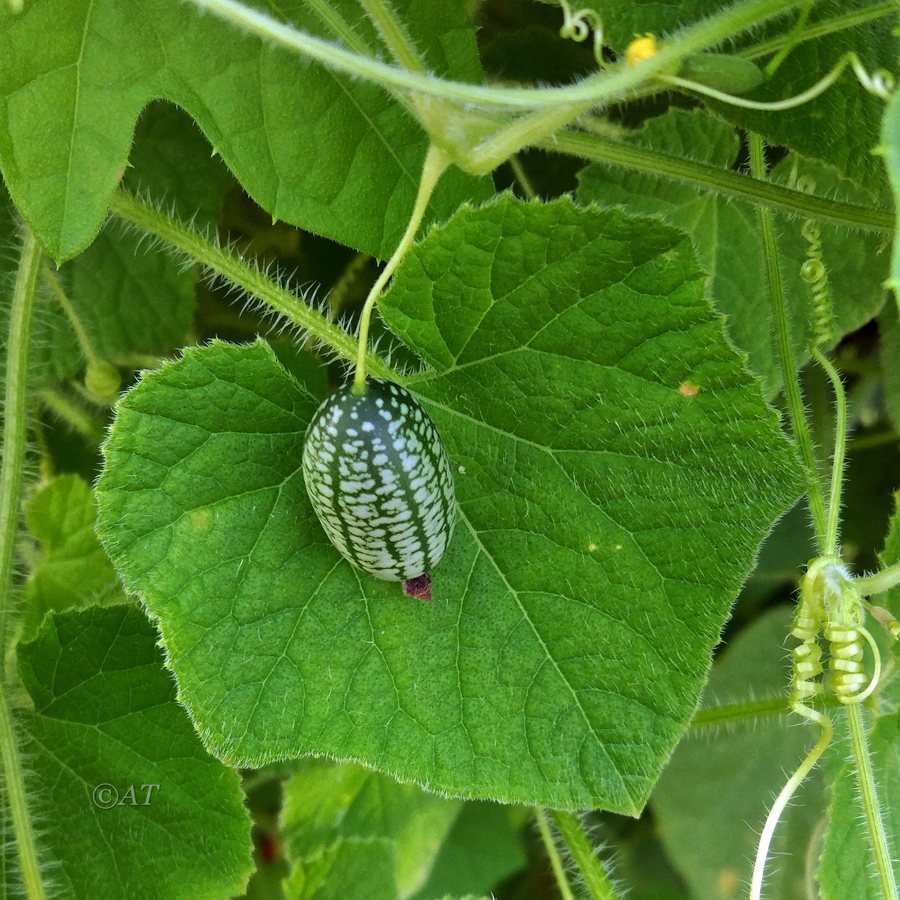 Изображение особи Melothria scabra.