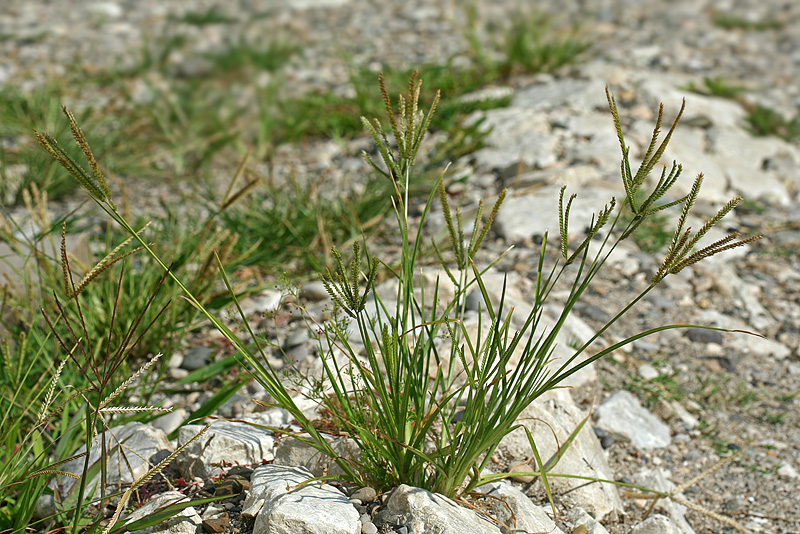 Image of Eleusine indica specimen.