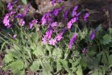 Primula patens