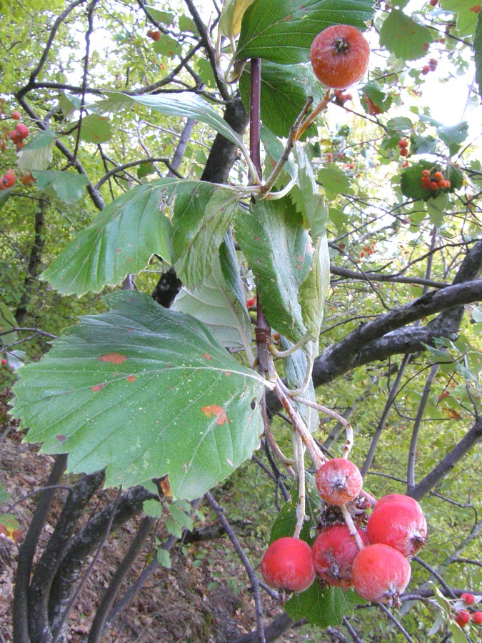 Изображение особи Sorbus tauricola.