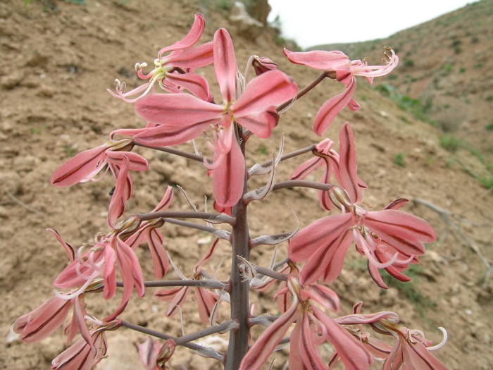 Изображение особи Eremurus alberti.