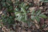 Mahonia aquifolium