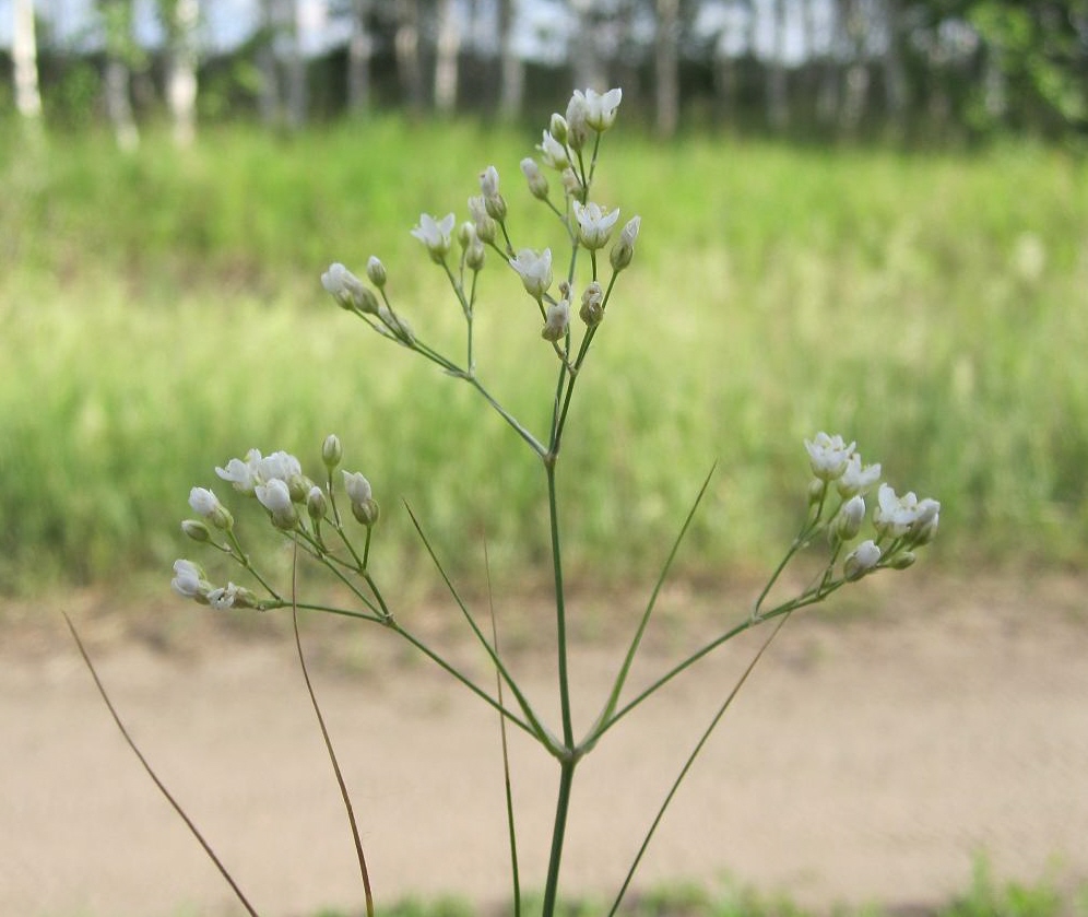 Изображение особи Eremogone longifolia.