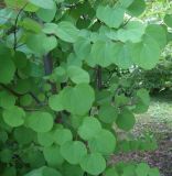 Cercidiphyllum japonicum