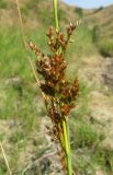 Juncus inflexus