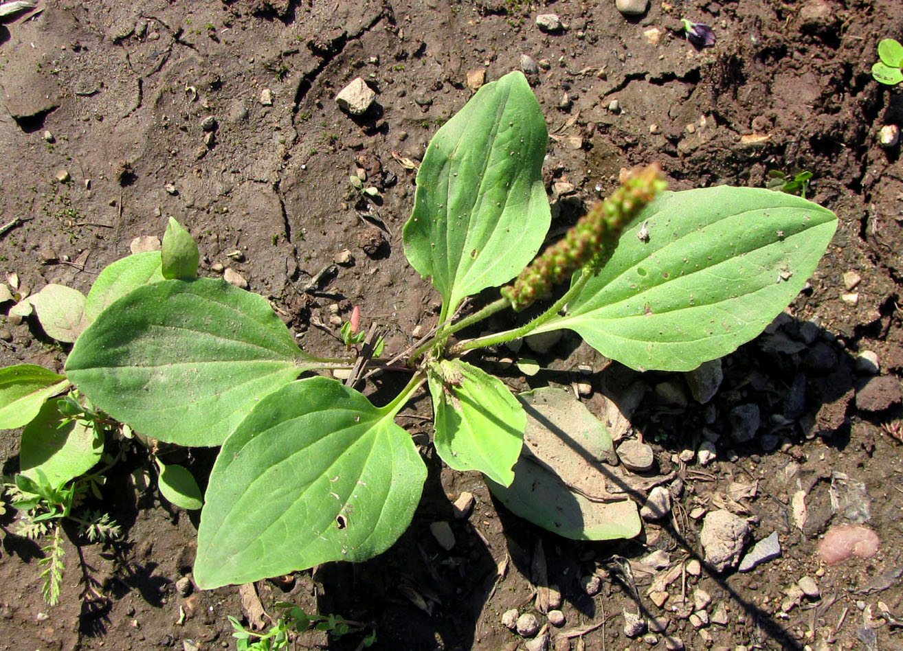 Изображение особи Plantago uliginosa.