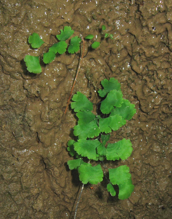 Изображение особи Adiantum capillus-veneris.