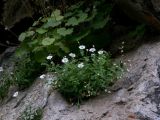 Cerastium polymorphum. Цветущее растение на скале. Кабардино-Балкария, Зольский р-н, долина Джилы-Су. 27.07.2012.