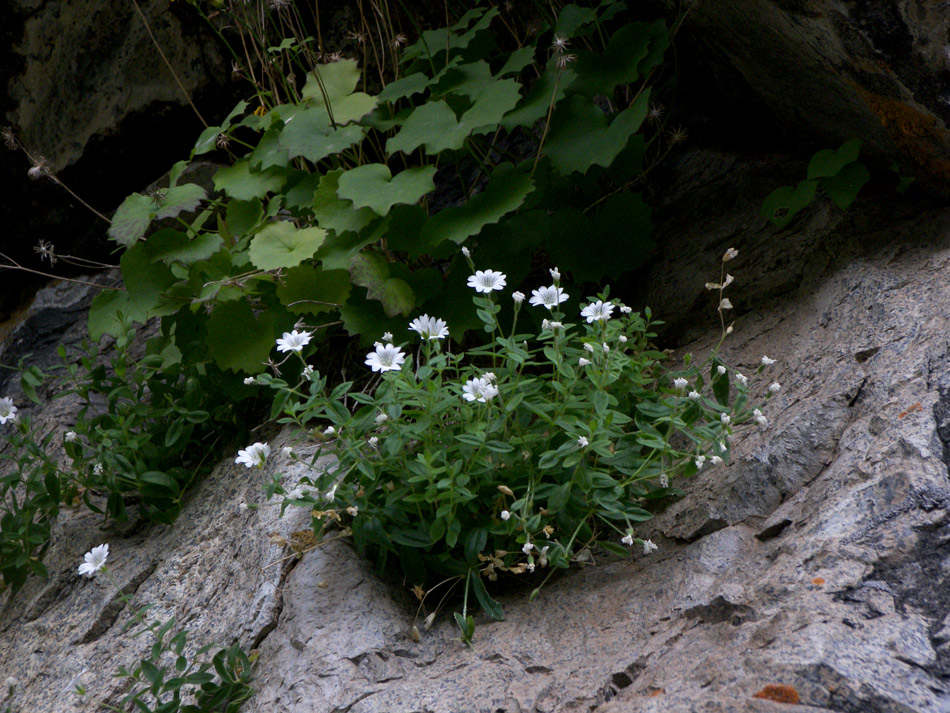 Изображение особи Cerastium polymorphum.