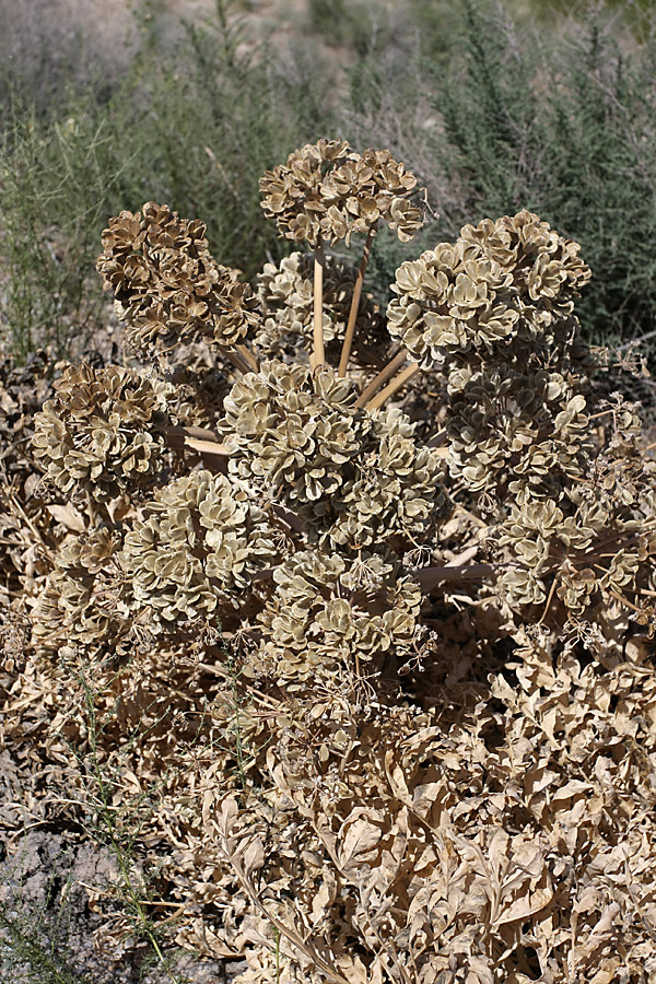 Изображение особи Ferula foetida.