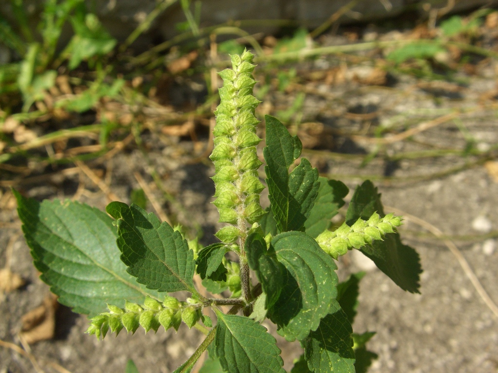 Image of Elsholtzia ciliata specimen.