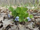 Viola mirabilis. Цветущее растение. Украина, Харьковская обл., окр. пос. Песочин, широколиственный лес. 20.04.2013.