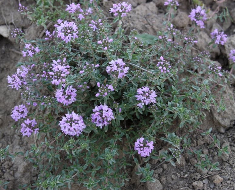 Изображение особи Thymus talijevii.