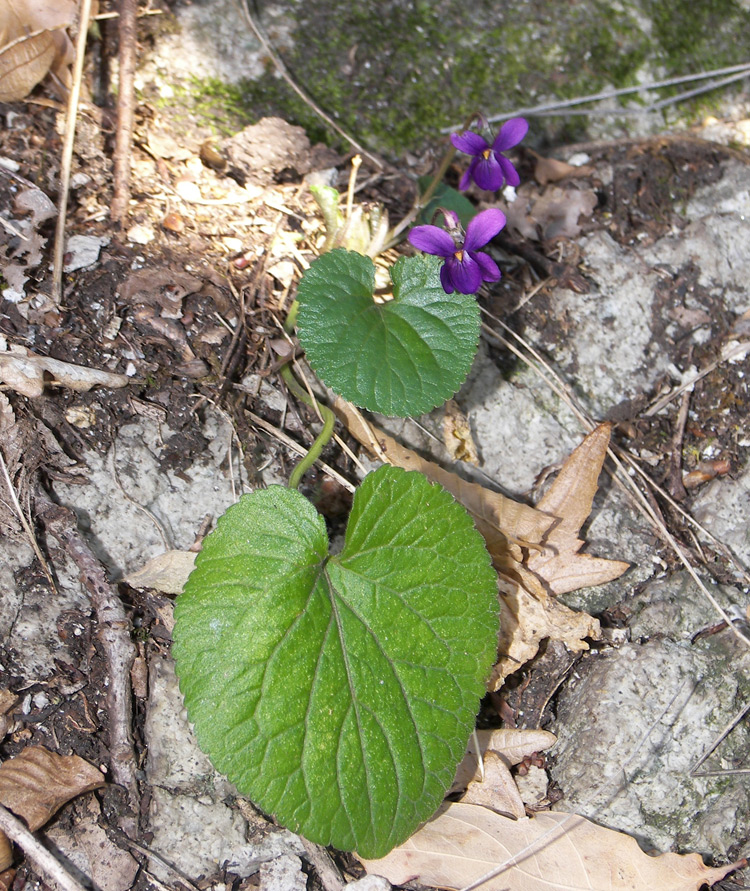 Изображение особи Viola wiedemannii.