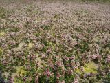 Glaux maritima. Аспект цветущего млечника на влажных приморских песках. Нидерланды, Северное море, остров Схирмонниког. Июнь 2007 г.