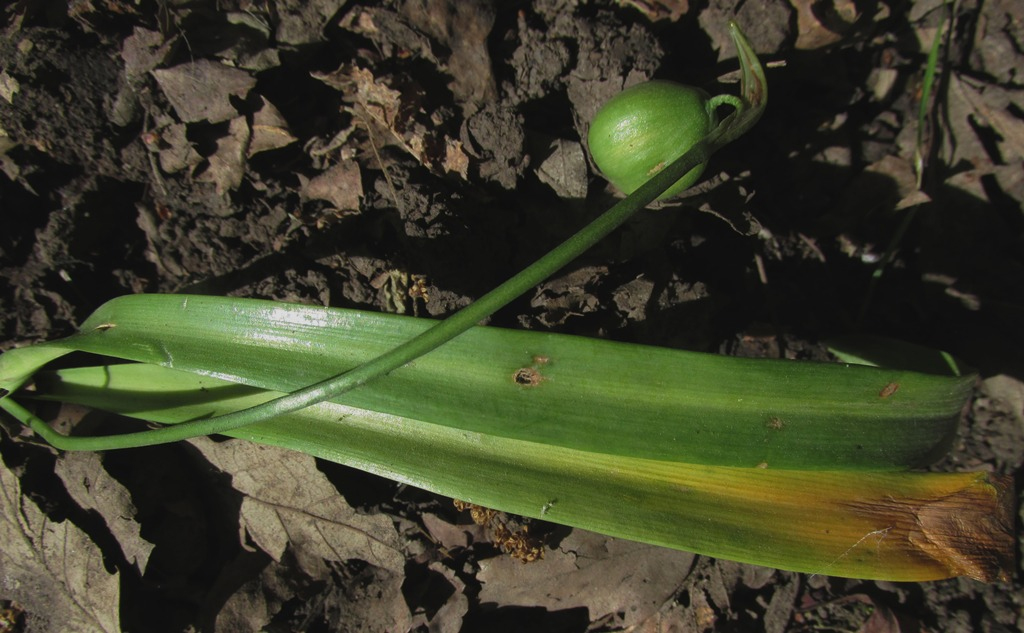 Изображение особи Galanthus caspius.