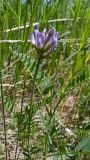 Astragalus danicus