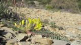 Astragalus utriger