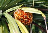 Pandanus tectorius