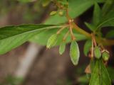 Impatiens balsamina