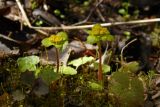 Chrysosplenium alternifolium. Цветущие растения. Новгородская обл., Боровичский р-н, западнее г. Боровичи, болотистый участок в лесу. 18.04.2015.