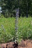 Echium vulgare