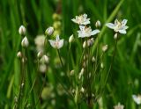 Butomus umbellatus. Соцветие (белоцветковая форма). Иркутская обл., Иркутский р-н, окр. с. Смоленщина. 10.07.2015.