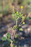 Medicago lupulina. Верхушка растения с соцветиями и незрелыми соплодиями. Ленинградская обл., Ломоносовский р-н, окр. дер. Низино, обочина щебёночной дороги. 12.09.2015.