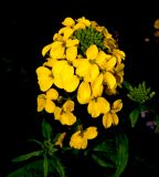 Erysimum aureum