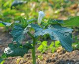 Datura stramonium