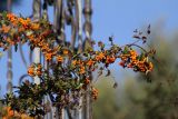 род Pyracantha