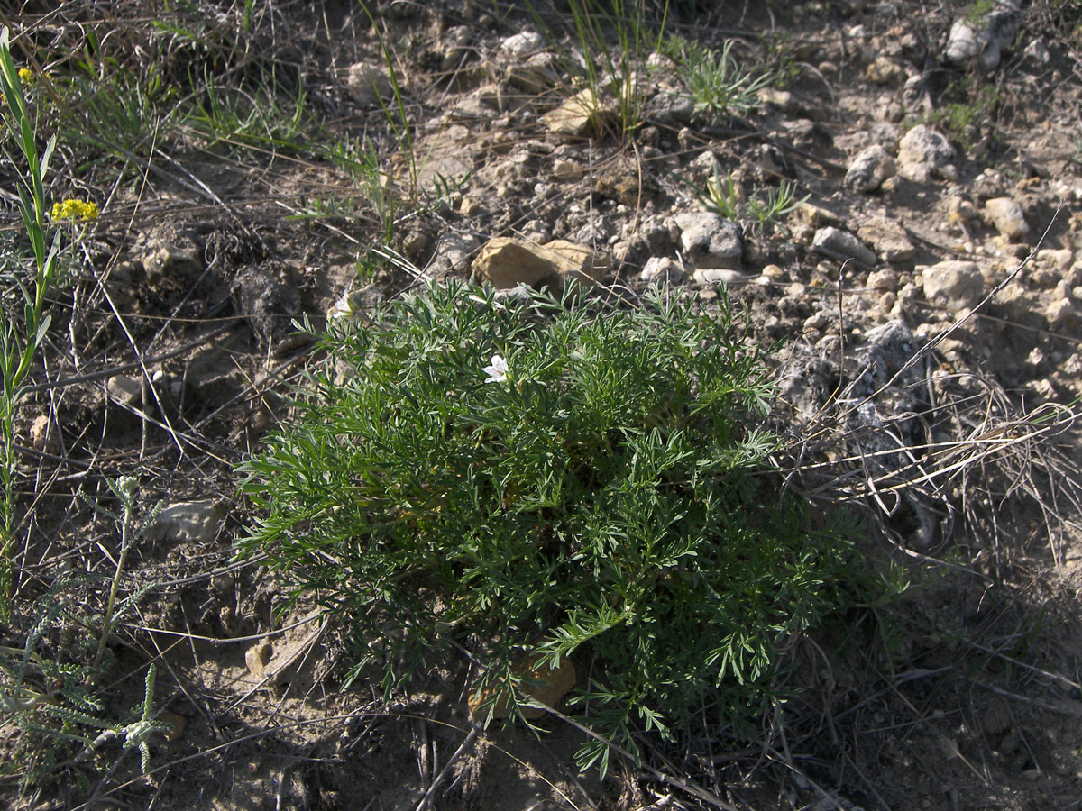 Изображение особи Erodium stevenii.